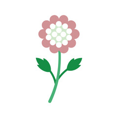 Yarrow clustered wildflower with feathery leaves for meadow floral style Vector illustration on white background.