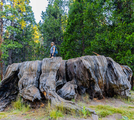 Female Hiker on Top of The Mark Twain Stump, Big Stump Loop Trail, Kings Canyon National Park,...