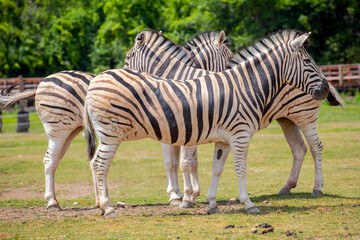 Zebra Herd Group Safari Wildlife Animals Stripes Pattern