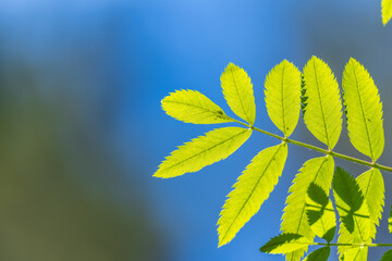 Nature of green leaf in garden at summer. Natural green leaves plants using as spring background cover page environment ecology