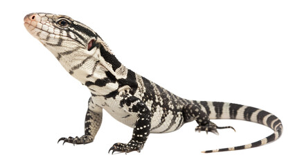 Fototapeta premium Black and white argentine tegu lizard, profile view, isolated on transparent background.