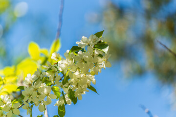 White blossoming apple trees. White apple tree flowers