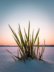 Close up of grass in snow at sunrise winter landscape photography scenic view nature