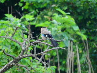 jay garrulus glandarius bird on tree branch	