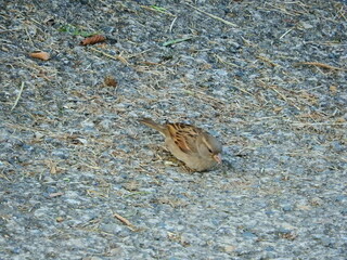 natural phylloscopus collybita bird photo	