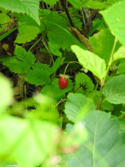 natural green tea garden photo	