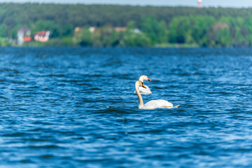 Two Graceful white Swans swimming in the lake, swans in the wild