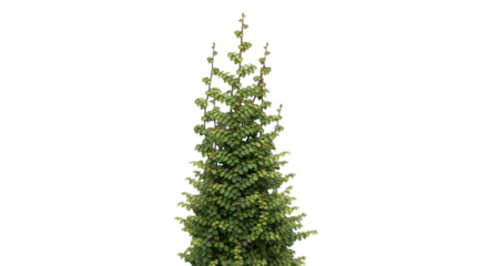 A small green tree is isolated on transparent background