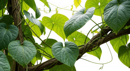 Lush green vine with heartshaped leaves isolated on transparent background