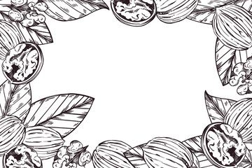 Rectangular vector frame of walnut, walnut leaves, half a walnut, peeled walnut. All objects are hand-drawn with ink. The illustration is suitable for printing on the packaging of goods, products. 