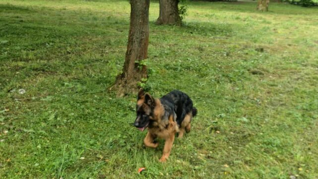 German Shepherd Walking Peacefully on Forest Path