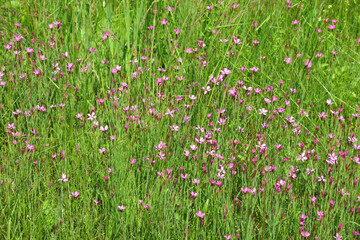 wildflowers in the field in summer