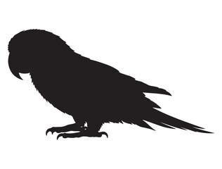 PARROT SILHOUETTE