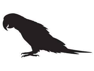 PARROT SILHOUETTE