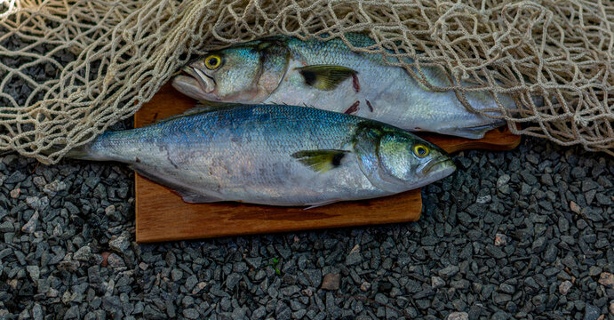 peixe anchova para culin&aacute;ria