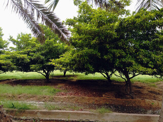 Idyllic country scene: verdant garden, quaint farmhouse, and tall trees beneath a beautiful clear...