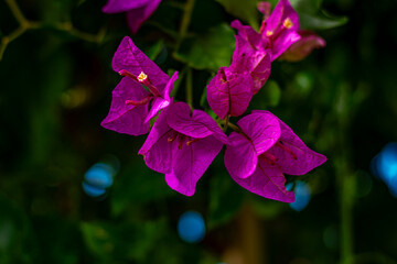 flor buganville ou primavera