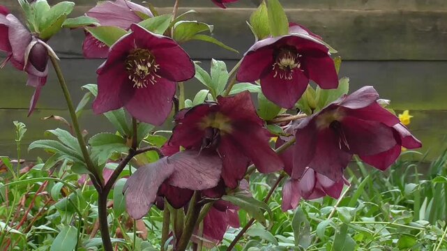 Helleborus orientalis, or the Lenten Rose, Flowering in Spring