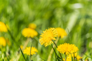 Field of yellow dandelions. Taraxacum officinale, the common dandelion