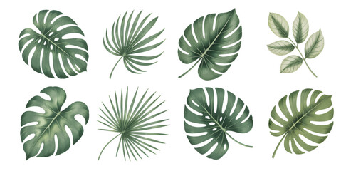 Tropical monstera and palm leaves set in soft watercolor botanical style. Hand painted exotic green foliage collection isolated on white background.
