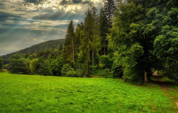 landscape with green grass
