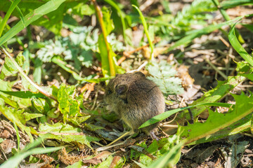 A closeup of a Common vole, Microtus arvalis, on the ground with a blurry background