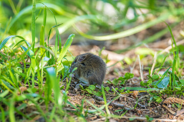 A closeup of a Common vole, Microtus arvalis, on the ground with a blurry background