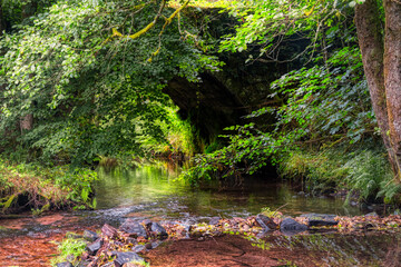 autumn in the forest