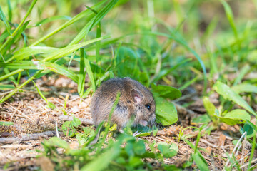 A closeup of a Common vole, Microtus arvalis, on the ground with a blurry background