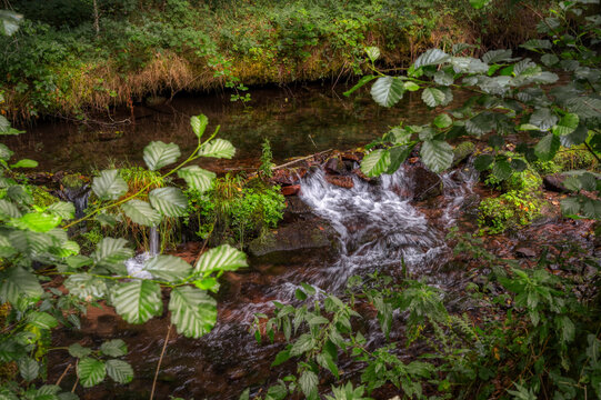 stream in the forest