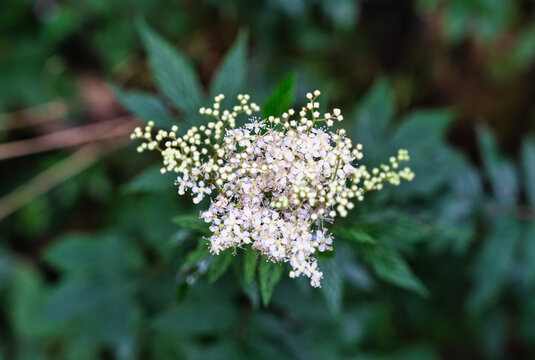 white flowers on a tree