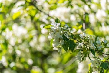 White blossoming apple trees. White apple tree flowers