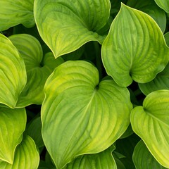 Close-up of vibrant green leaves