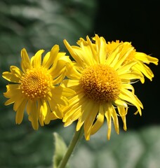 yellow flowers of Doronicum grandiflorum plant in the garden
