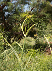 blossoming Foeniculum Vulgare plant -Umbekliferae Family