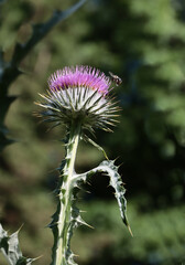 Onophordum acanthium and flyin bee insect