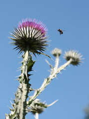 Onophordum acanthium and flyin bee insect
