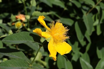 yellow flowers of Hypericum perforatum-St.John's wort herb close up