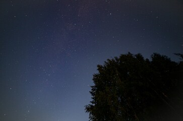 Milky way on a tree background