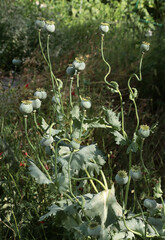 growing green poppies-heads in a garden