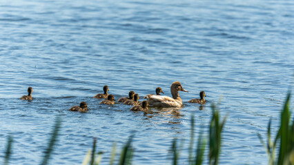 A family of ducks, a duck and its little ducklings are swimming in the water. The duck takes care of its newborn ducklings. Mallard, lat. Anas platyrhynchos