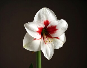 Close-up of white flower with red highlights