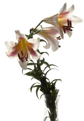 pretty colorful lilies in a garden
