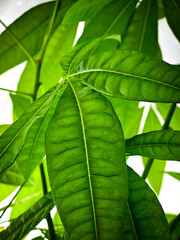 Large, lush green leaf with clearly visible veins. Fresh daylight highlights the structure.