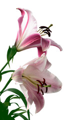 pretty colorful lilies in a garden