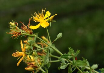 yellow flowers of Hypericum perforatum-St.John's wort herb close up