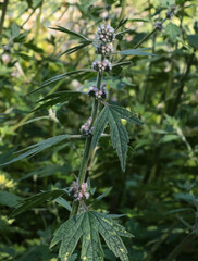 close up of Leonurus quinquelobatus plant -Motherwort family