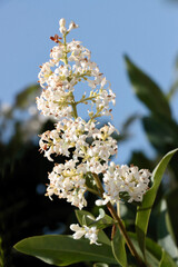 white flowers of Ligustrum Vulgarecbush at spring