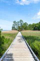 Wooden boardwalk stretching through tall marsh grasses, leading toward a grove of pine trees under a bright blue sky on a warm summer day.