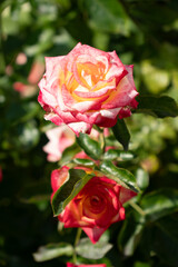 Vibrant two-tone rose with yellow and pink petals blooming in bright sunlight against a blurred background of green foliage
